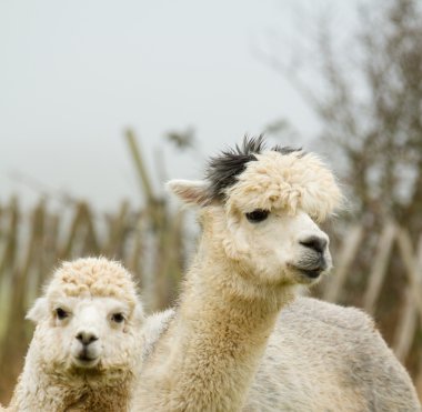 Alpaca mother and baby-2 clipart