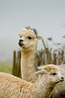 Alpaca mother and baby clipart