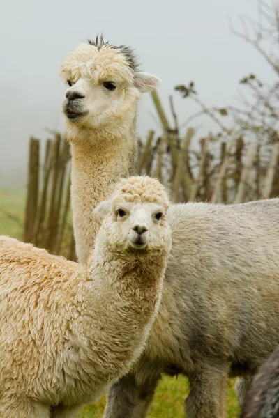 Alpaca mãe e bebê-5 — Fotografia de Stock