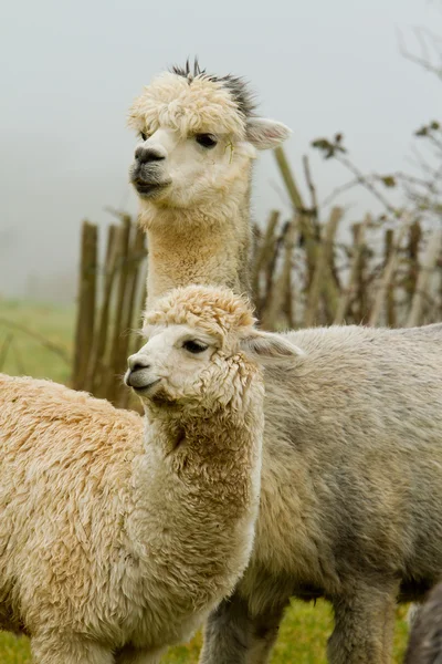 Alpaka anne ve bebek-4 — Stok fotoğraf