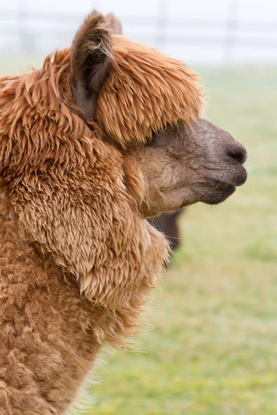 Egy barna alpaka profilja — Stock Fotó