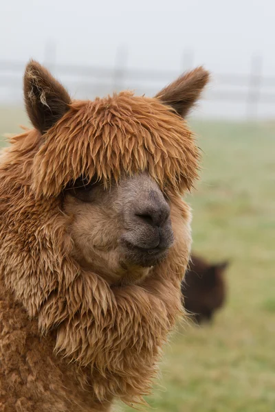 Portret van een bruin alpaca-2 — Stockfoto