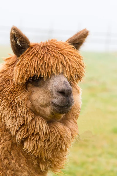 Porträtt av en brun alpacka — Stockfoto