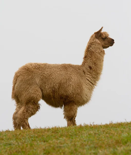 Bruin alpaca op de heuvel-2 — Stockfoto