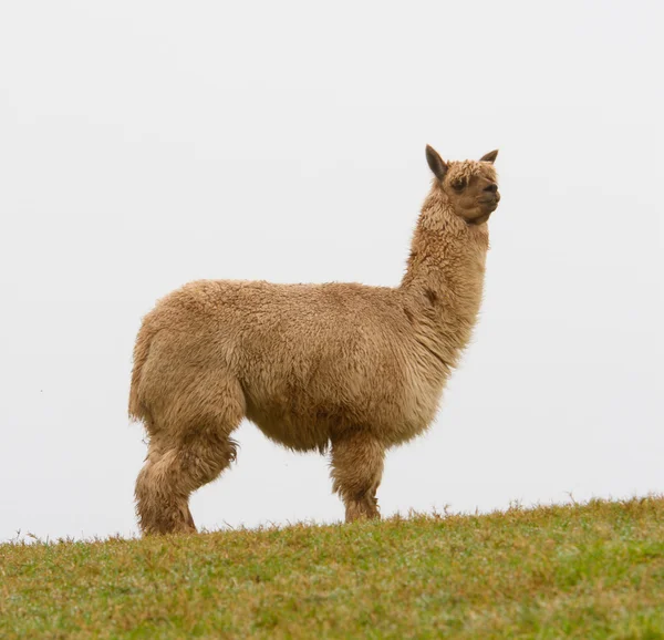 Bruin alpaca op de heuvel — Stockfoto