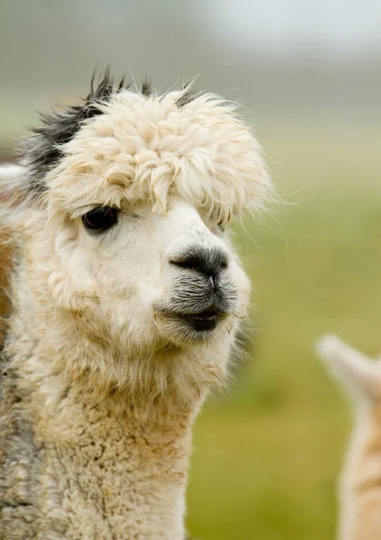 Vit alpaca med grått hår! — Stockfoto