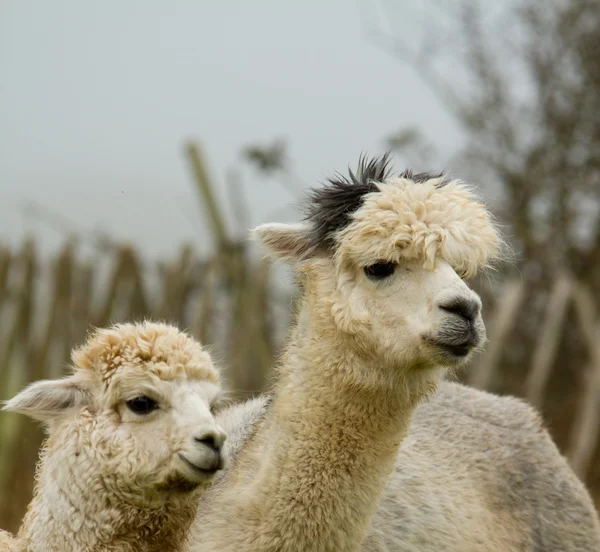 Alpaca mother and baby-3 — Stok fotoğraf