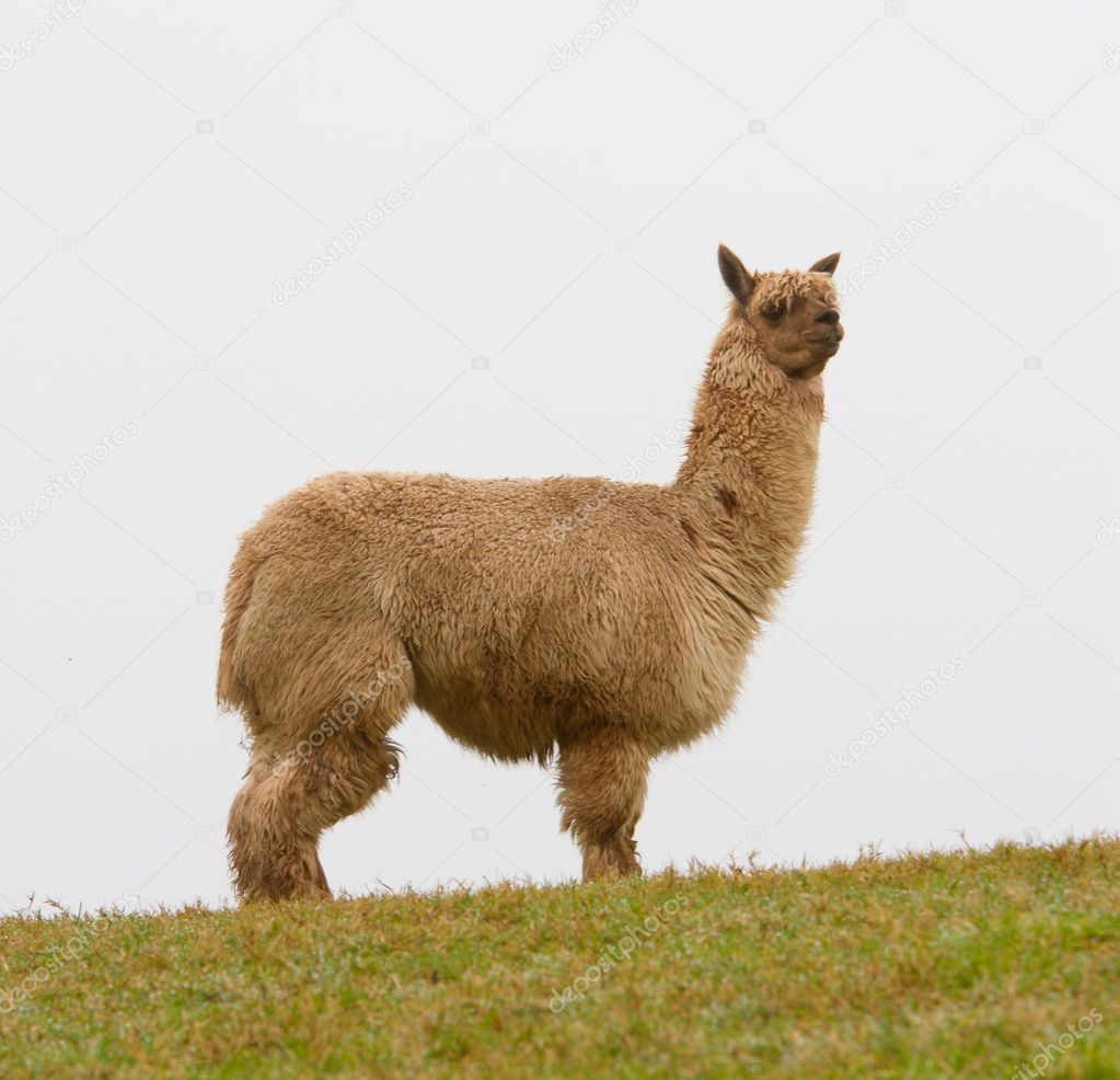 Braunes Alpaka am Hang Stockfotografie lizenzfreie Fotos