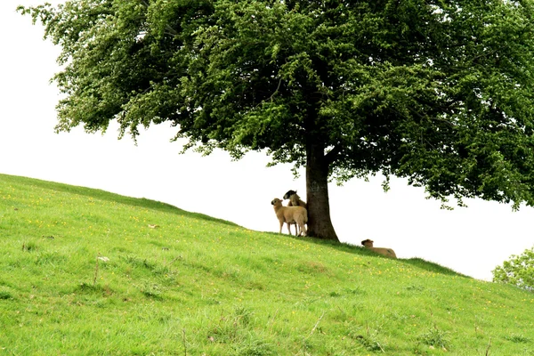 Lambs sheltering under a tree — Stock Photo, Image