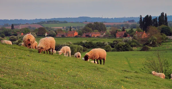 Pâturage des moutons à Burrow Mump — Photo