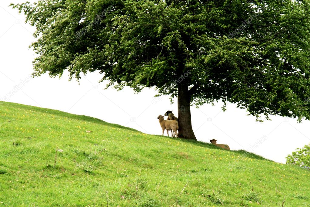 Lambs sheltering under a tree