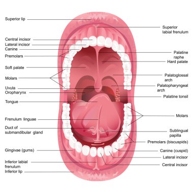 Vector Mouth Anatomy clipart