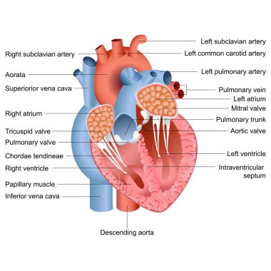 Vector Heart Anatomy clipart