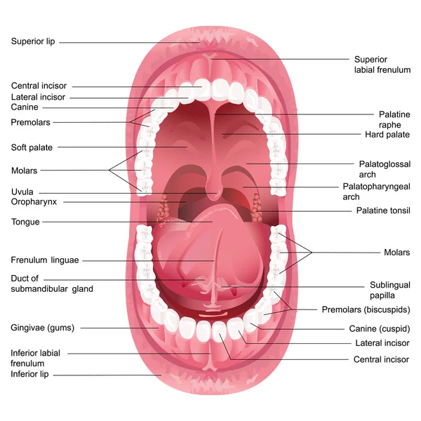 Anatomia da boca vetorial — Vetor de Stock