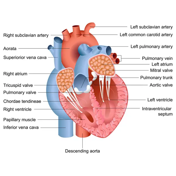 Vektor srdeční anatomie — Stockový vektor
