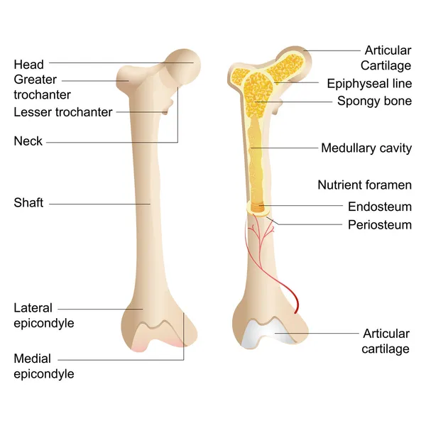 Anatomia ossea vettoriale — Vettoriale Stock
