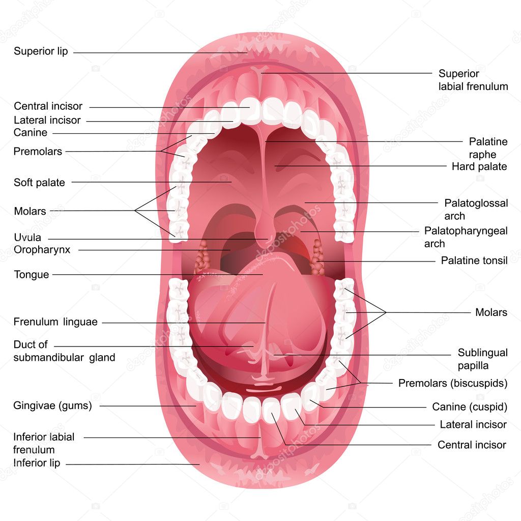 Vector Mouth Anatomy