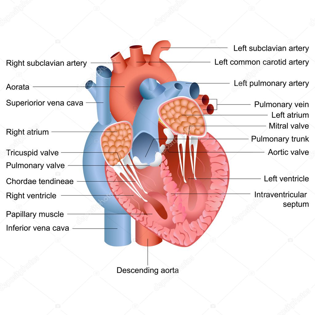 Vector Heart Anatomy