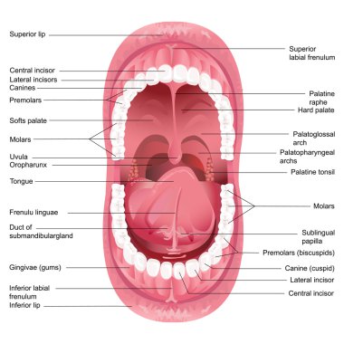 Mouth Anatomy clipart