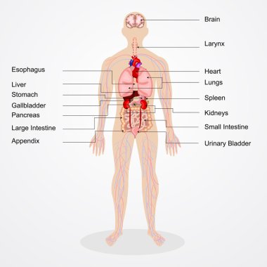 İnsan Anatomisi