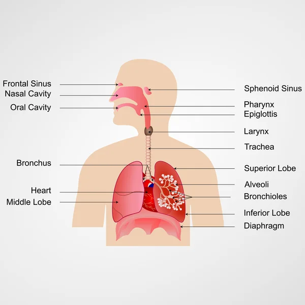 Sistema respiratório —  Vetores de Stock