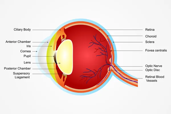 Anatomia ocular —  Vetores de Stock
