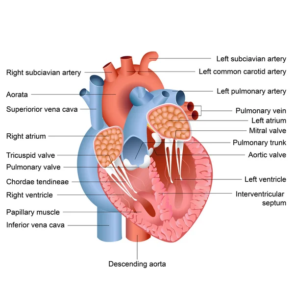 Anatomia cardiaca — Vettoriale Stock