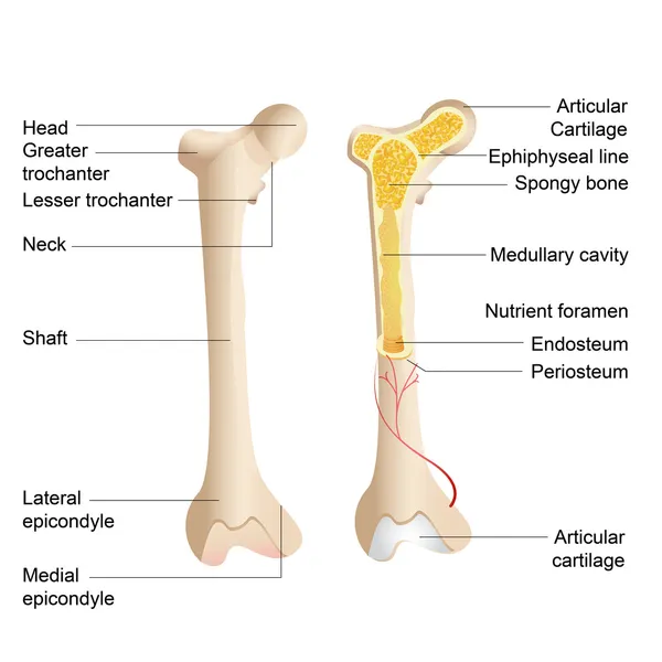 Anatomía ósea — Archivo Imágenes Vectoriales