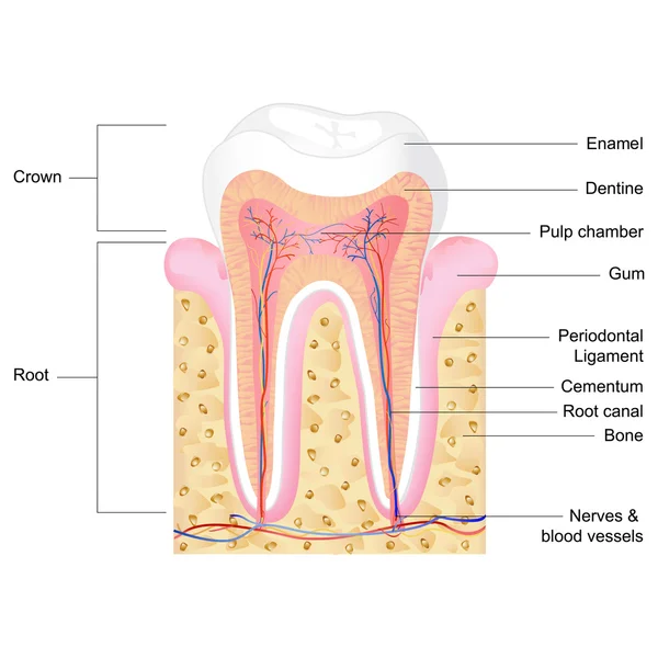 Anatomia dos dentes — Vetor de Stock