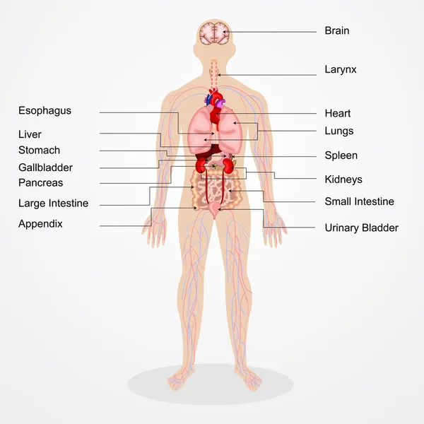 Menselijke anatomie — Stockvector