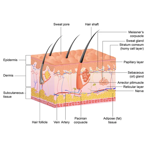 Saç anatomisi — Stok Vektör