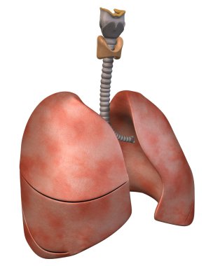 Lungs Three_Quarter View clipart