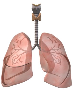 Lungs and Bronchi, Front View clipart