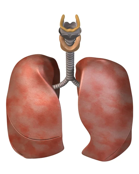 Вид на три четверти верхних лёгких — стоковое фото