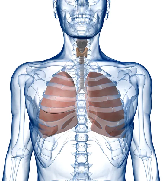 Lungs in the Rib_Cage Front View — Stock Photo, Image