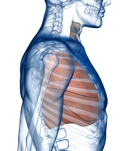 Lungs in the Rib_Cage Side View — Stock Photo, Image