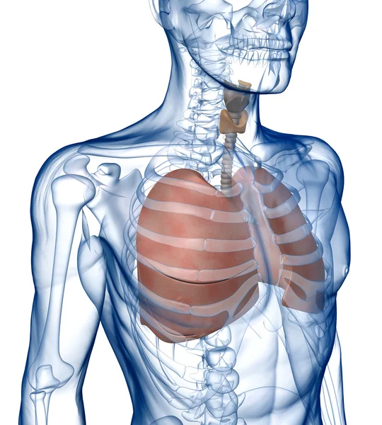Lungs in the Rib_Cage Three_Quarter View — Stock Photo, Image