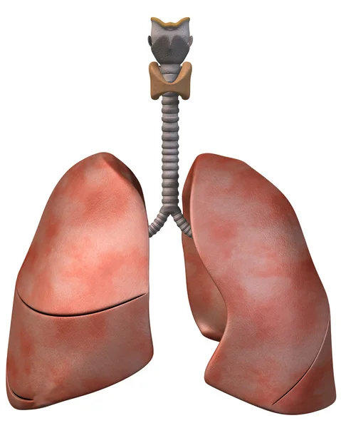Vooraanzicht van de longen — Stockfoto