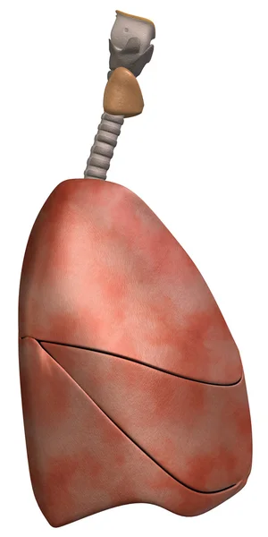 Lungs Side View — Stock Photo, Image