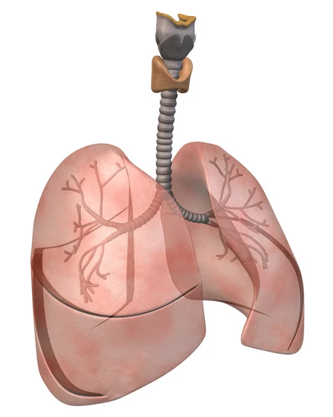 肺、 支气管 three_quarter 视图 — 图库照片