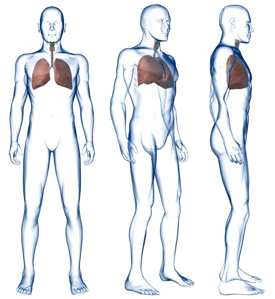 Pulmones en el cuerpo humano Tres vistas —  Fotos de Stock