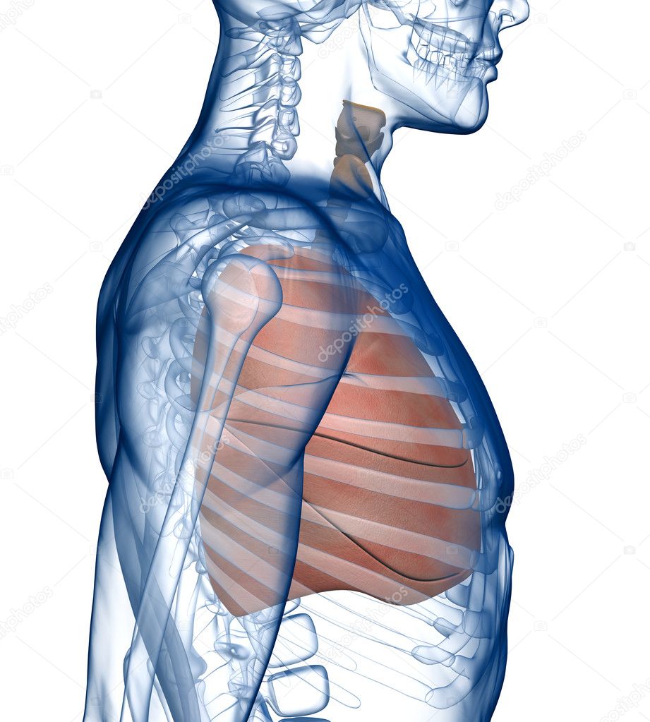Lungs in the Rib_Cage Side View