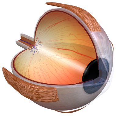 Eye Diagram three quarter view clipart