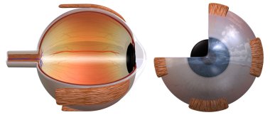 Eye Diagram two views clipart