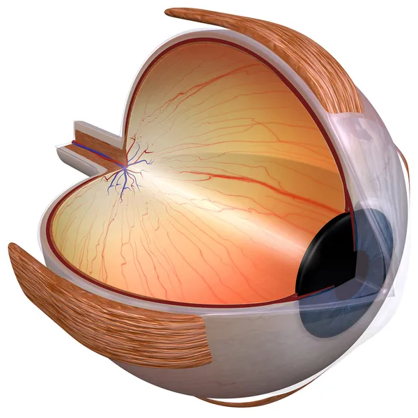 Diagrama do olho três quartos vista — Fotografia de Stock