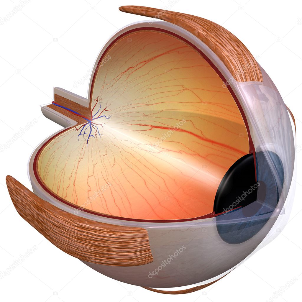 Eye Diagram three quarter view