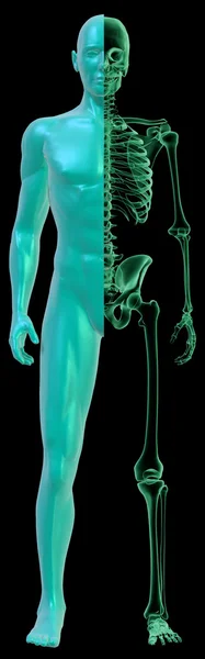 Человеческое тело и рентгеновский скелет на черном — стоковое фото