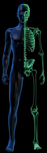 Полупрозрачное человеческое тело и рентгеновский скелет на черном — стоковое фото