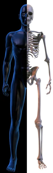 Människans kropp och skelett på svart och vitt — Stockfoto
