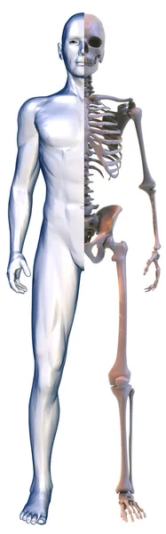 인간의 신체와 흰색 해골 — 스톡 사진